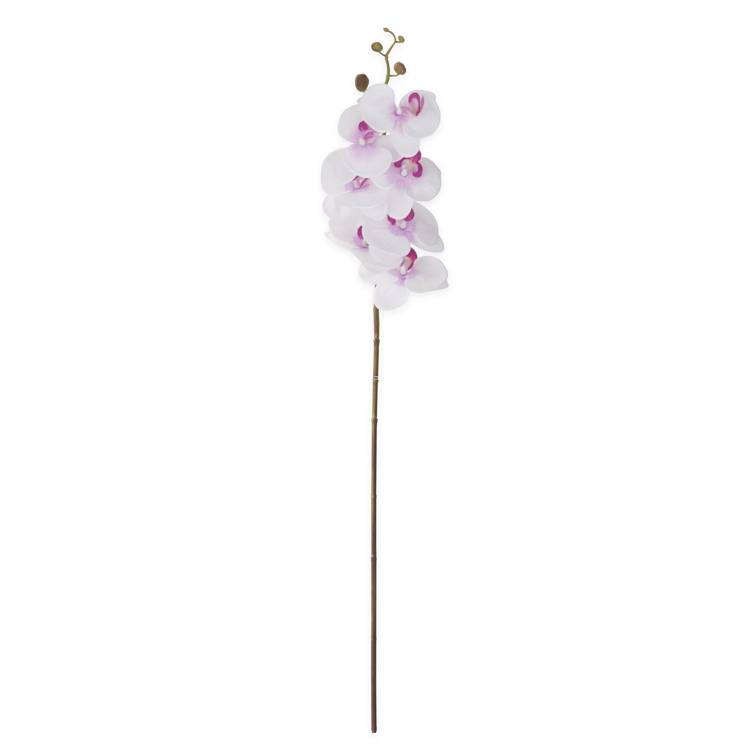 White and Purple Orchid Stem