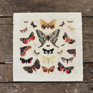 Dancing Butterflies Print