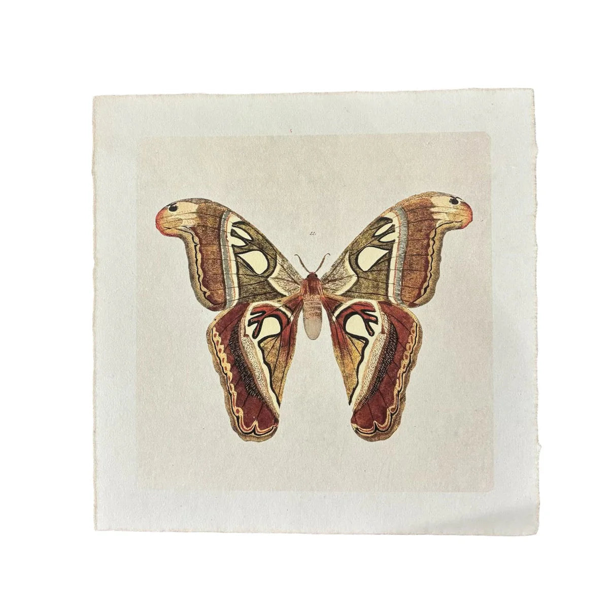 Brown Moth Print