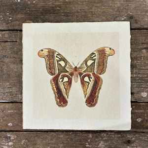 Brown Moth Print