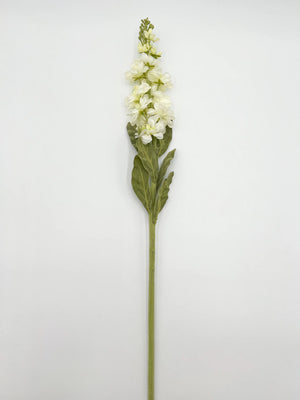 White Stock Flower Stem