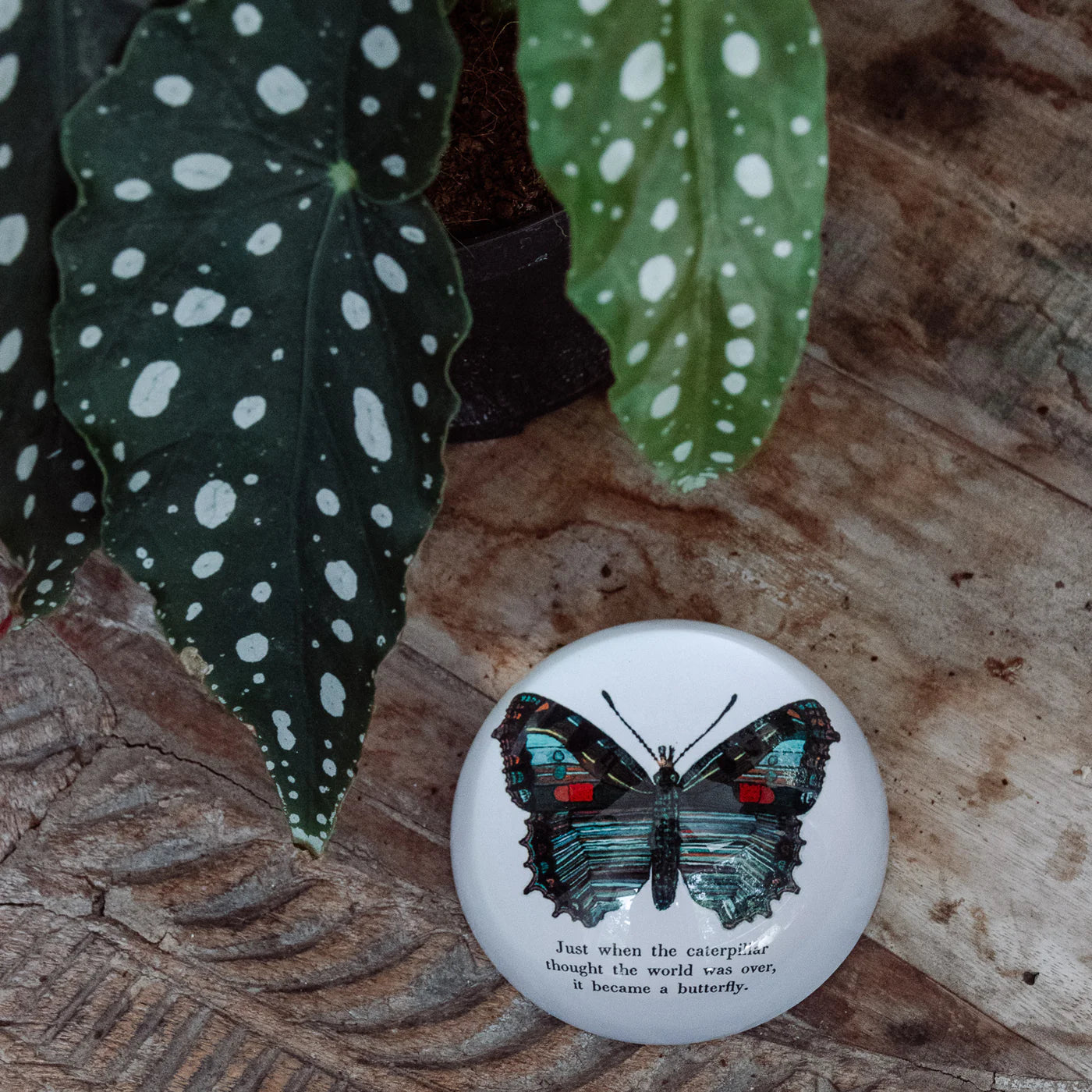 Butterfly Paperweight