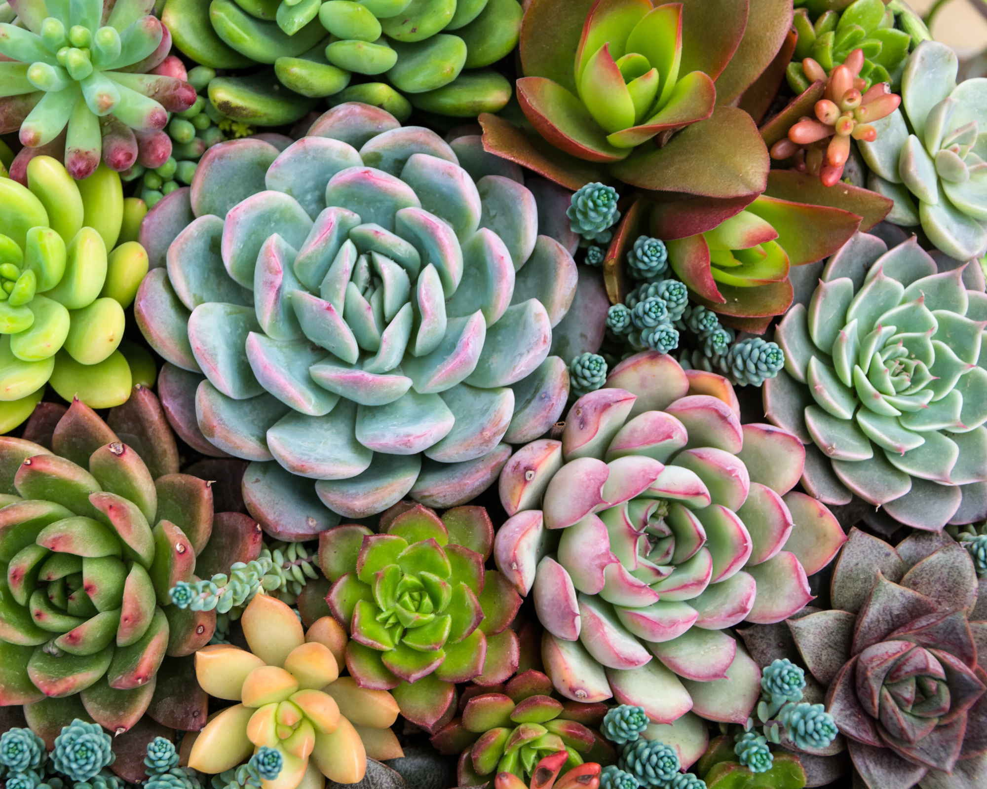 Paint by Numbers - Sensitive Succulents